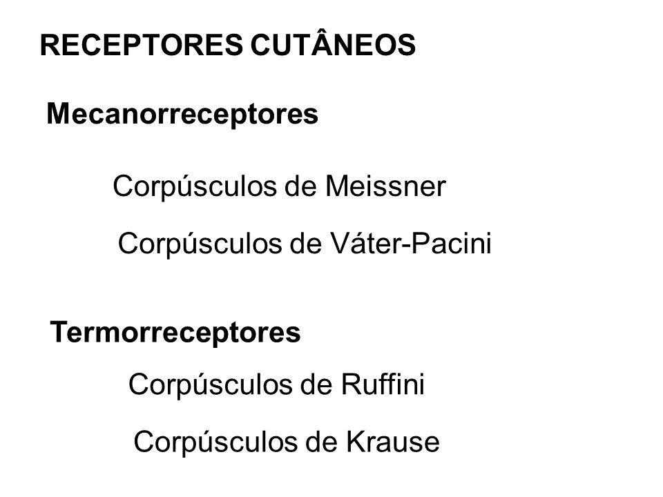 RECEPTORES CUTÂNEOS Mecanorreceptores. Corpúsculos de Meissner. Corpúsculos de Váter-Pacini. Termorreceptores.