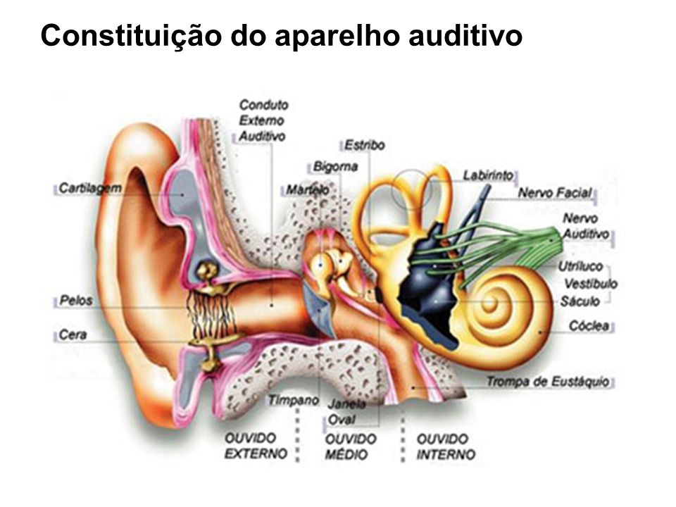 Constituição do aparelho auditivo