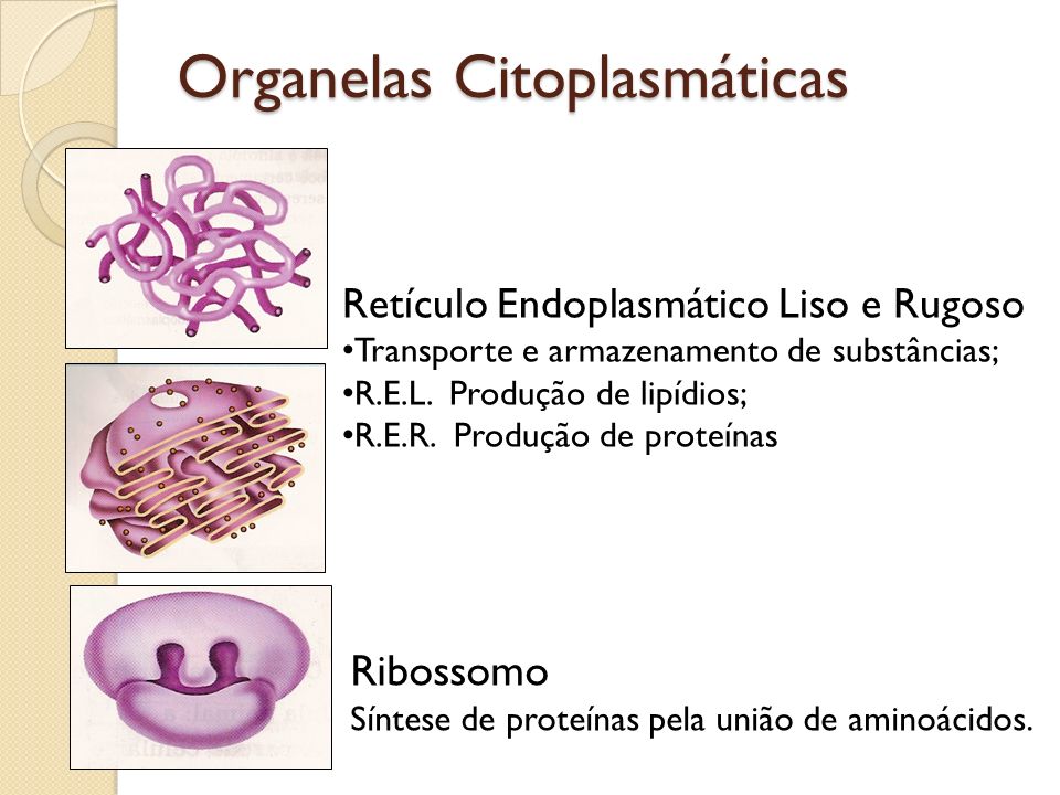 Organelas Citoplasmáticas