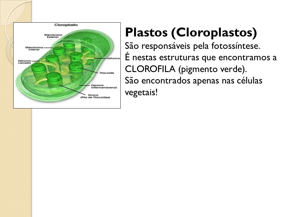 Plastos (Cloroplastos)