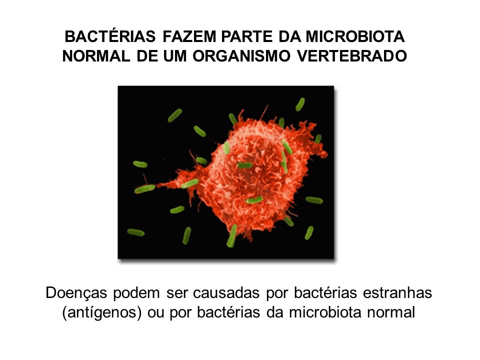 BACTÉRIAS FAZEM PARTE DA MICROBIOTA NORMAL DE UM ORGANISMO VERTEBRADO