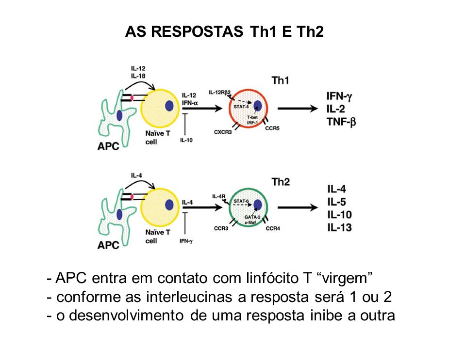 AS RESPOSTAS Th1 E Th2 APC entra em contato com linfócito T virgem conforme as interleucinas a resposta será 1 ou 2.