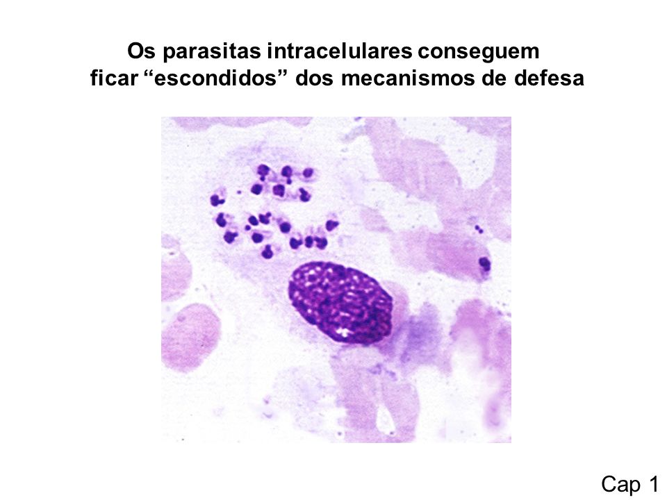 Os parasitas intracelulares conseguem