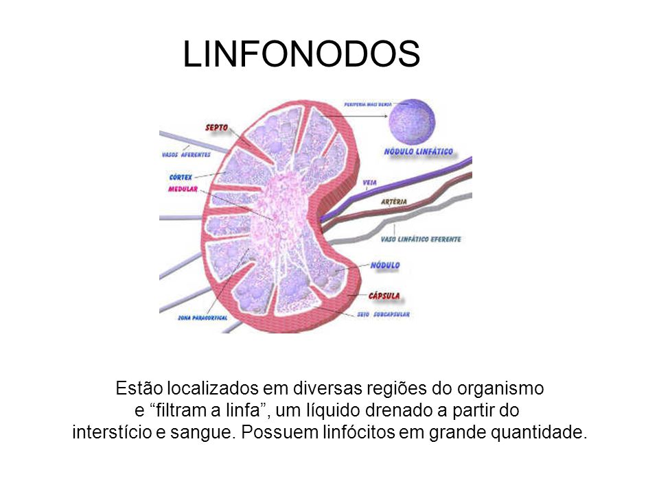 LINFONODOS Estão localizados em diversas regiões do organismo