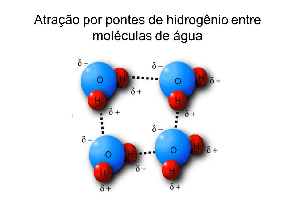 Atração por pontes de hidrogênio entre moléculas de água