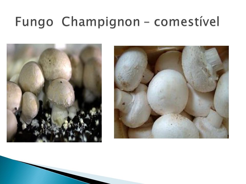 Fungo Champignon – comestível