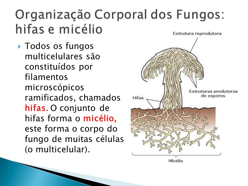 Organização Corporal dos Fungos: hifas e micélio