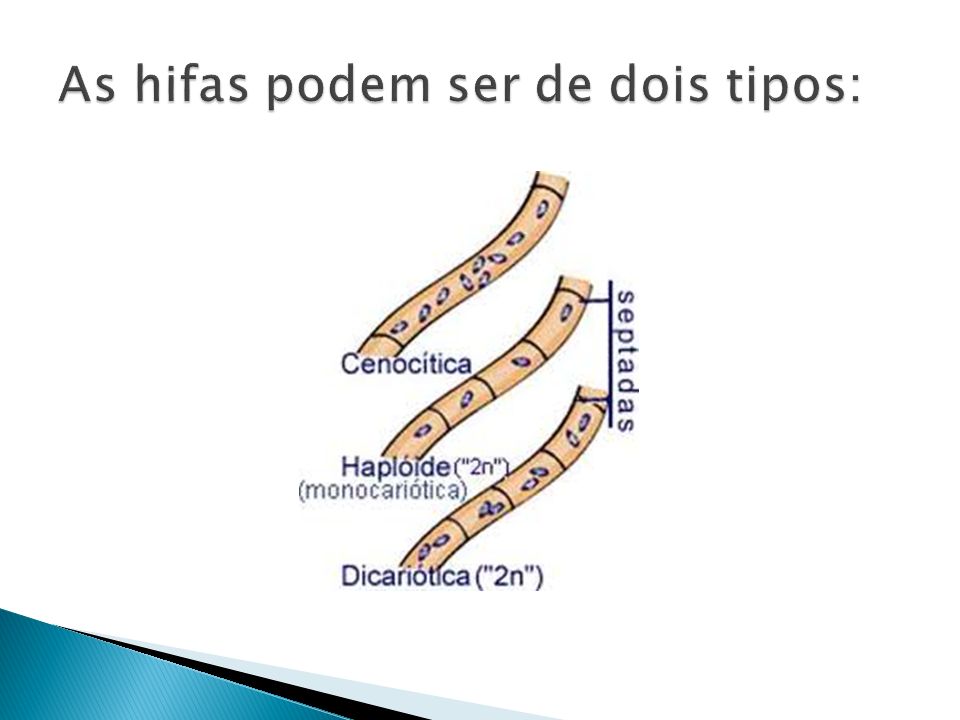 As hifas podem ser de dois tipos: