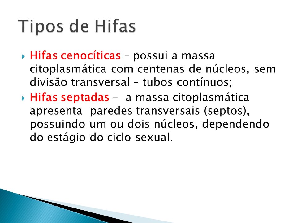 Tipos de Hifas Hifas cenocíticas – possui a massa citoplasmática com centenas de núcleos, sem divisão transversal – tubos contínuos;