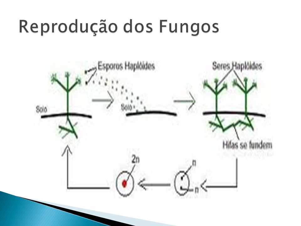 Reprodução dos Fungos