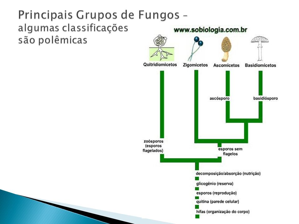 Principais Grupos de Fungos – algumas classificações são polêmicas