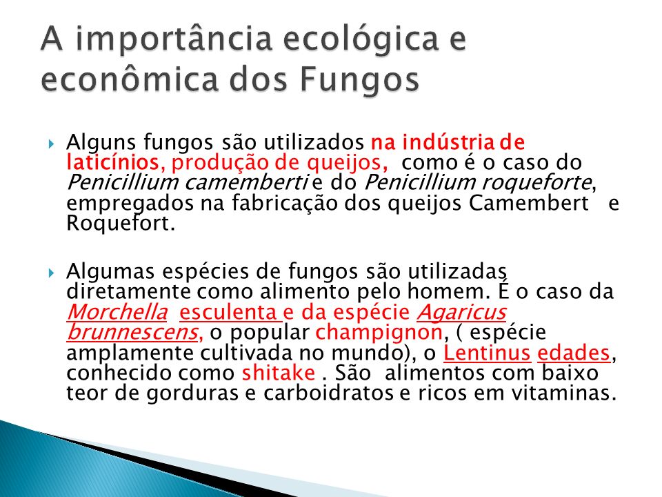 A importância ecológica e econômica dos Fungos