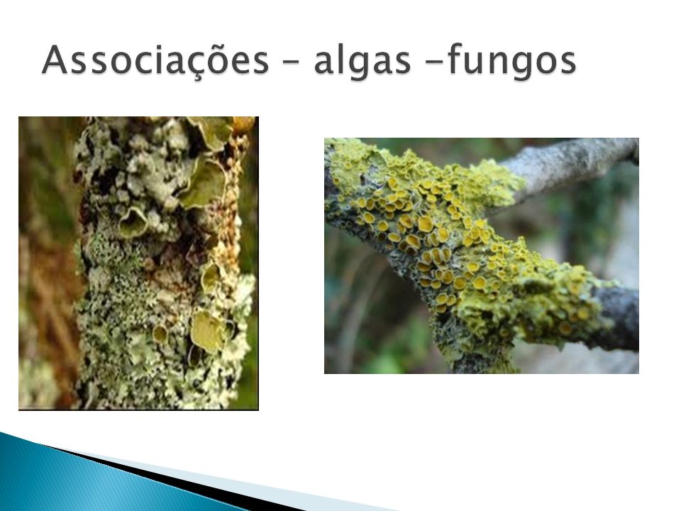 Associações – algas -fungos