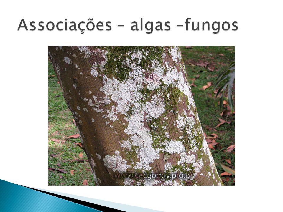 Associações – algas –fungos