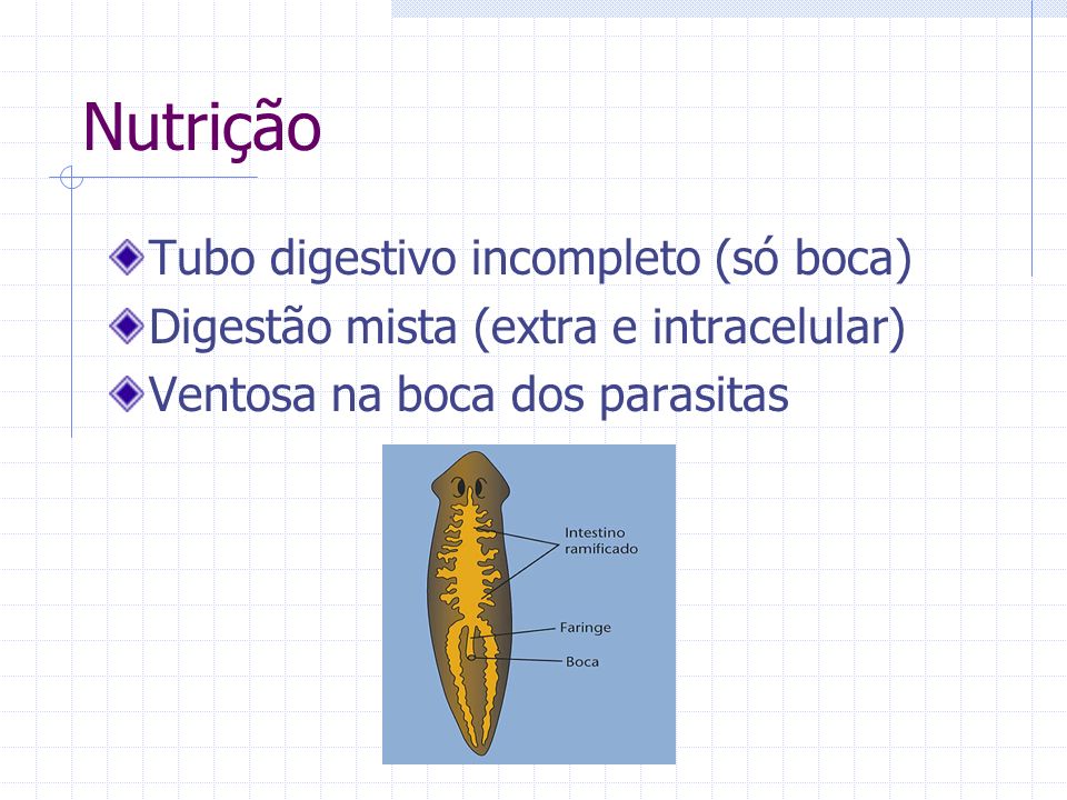 Nutrição Tubo digestivo incompleto (só boca)