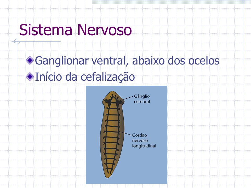 Sistema Nervoso Ganglionar ventral, abaixo dos ocelos