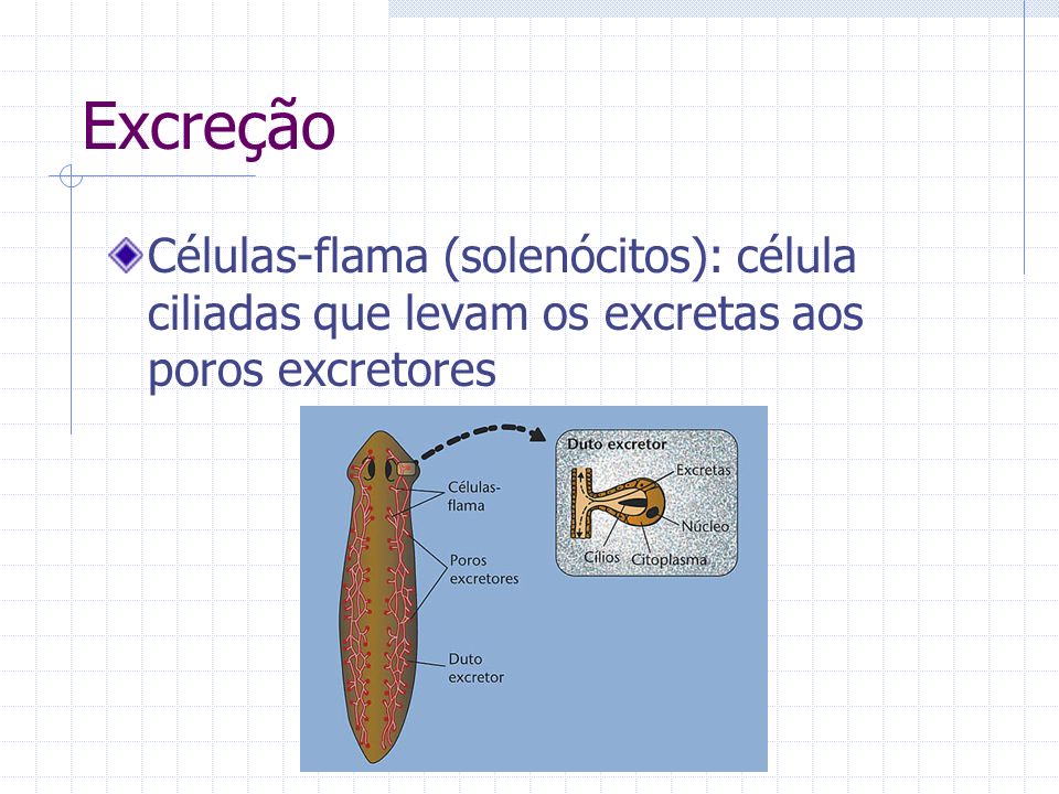 Excreção Células-flama (solenócitos): célula ciliadas que levam os excretas aos poros excretores