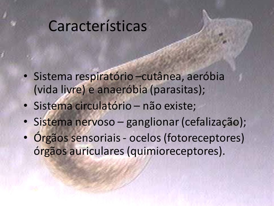 Características Sistema respiratório –cutânea, aeróbia (vida livre) e anaeróbia (parasitas); Sistema circulatório – não existe;