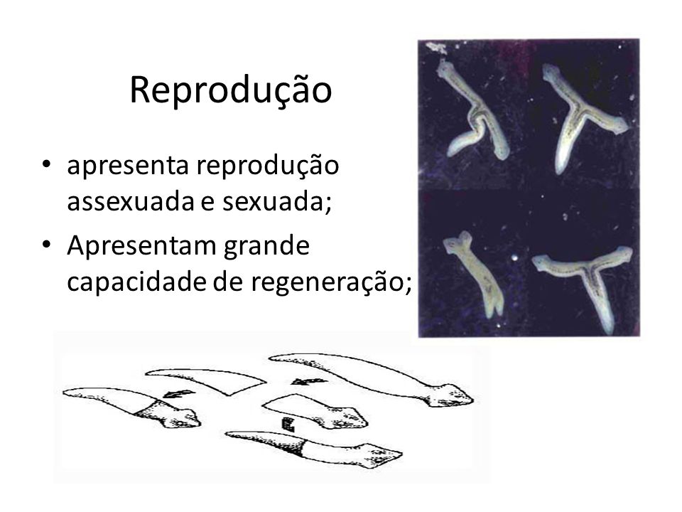 Reprodução apresenta reprodução assexuada e sexuada;