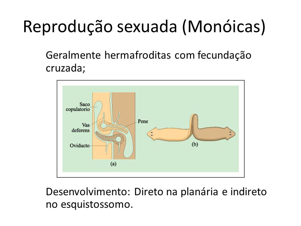 Reprodução sexuada (Monóicas)