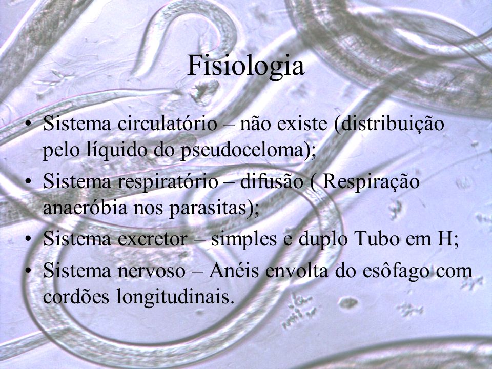 Fisiologia Sistema circulatório – não existe (distribuição pelo líquido do pseudoceloma);