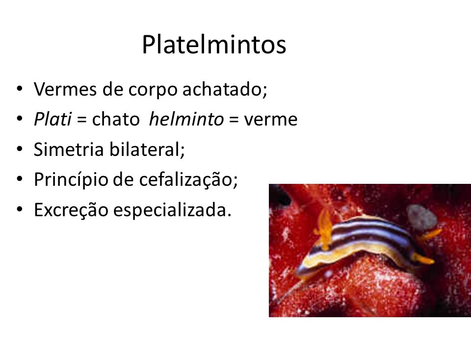 Platelmintos Vermes de corpo achatado; Plati = chato helminto = verme