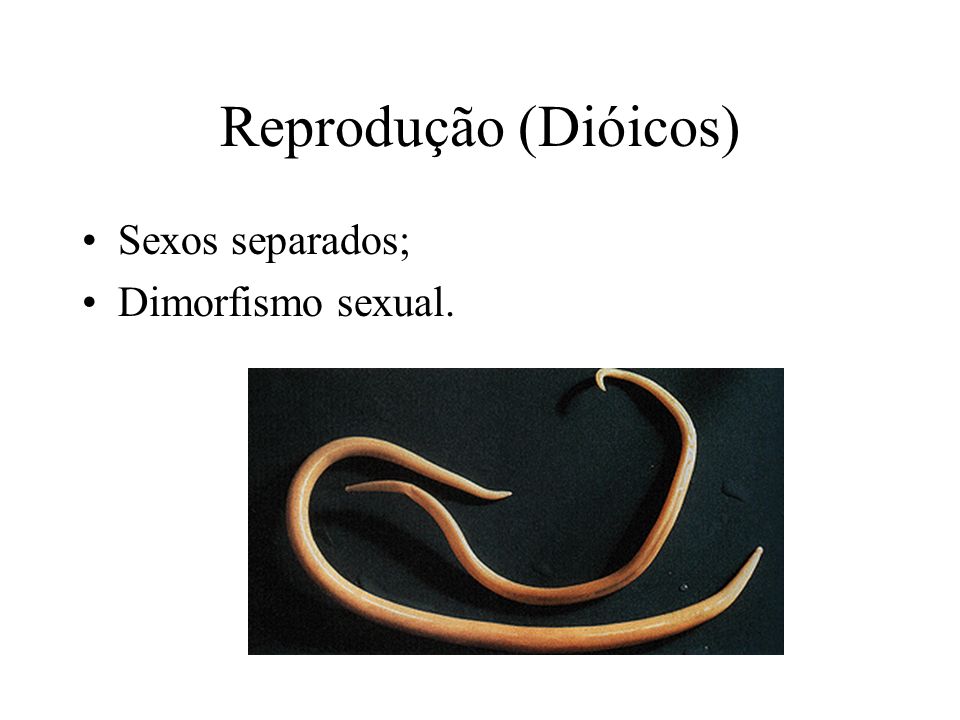 Reprodução (Dióicos) Sexos separados; Dimorfismo sexual.