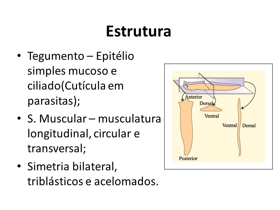 Estrutura Tegumento – Epitélio simples mucoso e ciliado(Cutícula em parasitas); S. Muscular – musculatura longitudinal, circular e transversal;