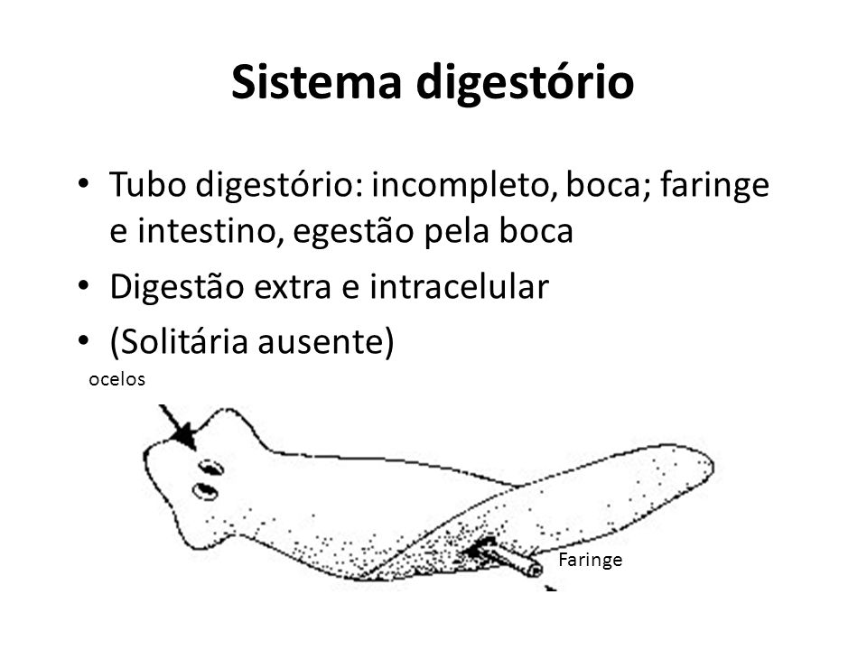 Sistema digestório Tubo digestório: incompleto, boca; faringe e intestino, egestão pela boca. Digestão extra e intracelular.