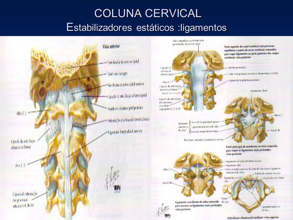 COLUNA CERVICAL Estabilizadores estáticos :ligamentos