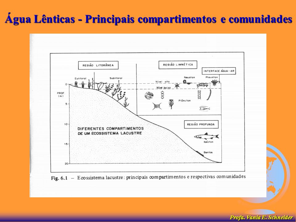 Água Lênticas - Principais compartimentos e comunidades