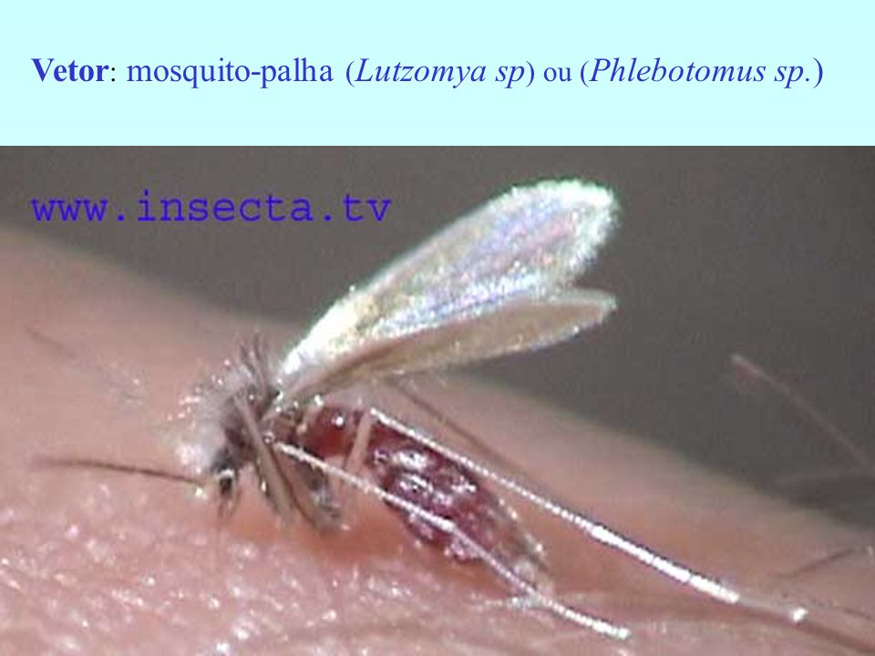 Vetor: mosquito-palha (Lutzomya sp) ou (Phlebotomus sp.)