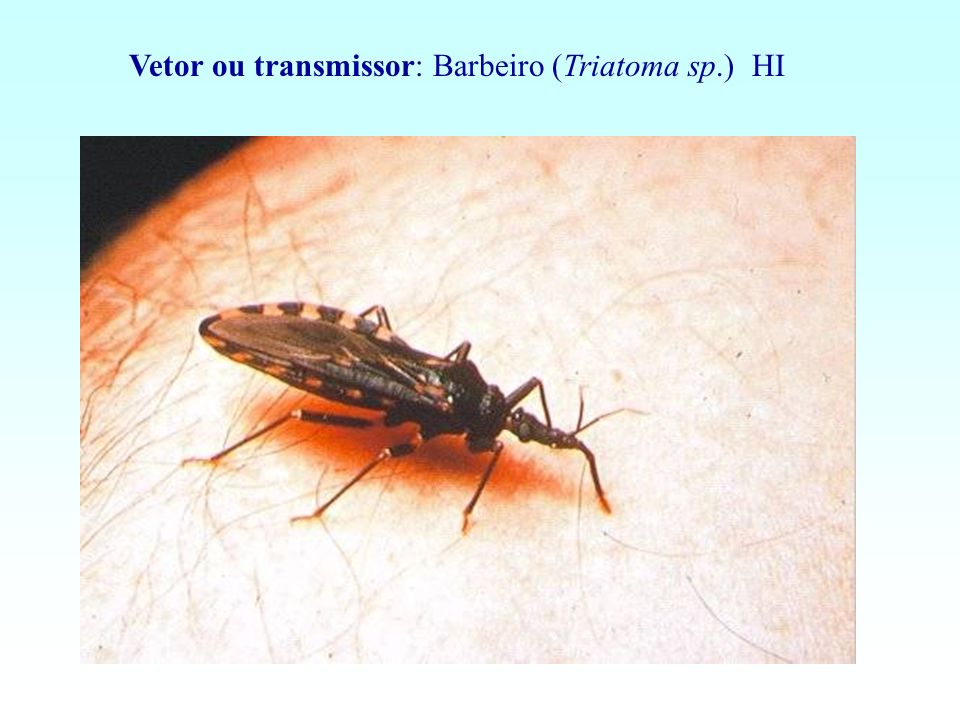 Vetor ou transmissor: Barbeiro (Triatoma sp.) HI