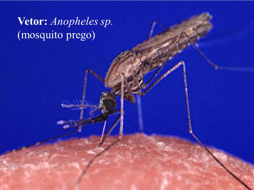 Vetor: Anopheles sp. (mosquito prego)