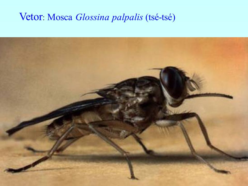 Vetor: Mosca Glossina palpalis (tsé-tsé)