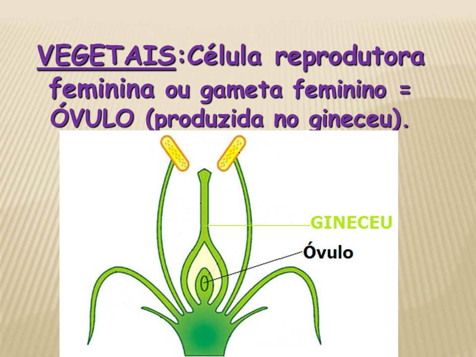 VEGETAIS:Célula reprodutora feminina ou gameta feminino = ÓVULO (produzida no gineceu).