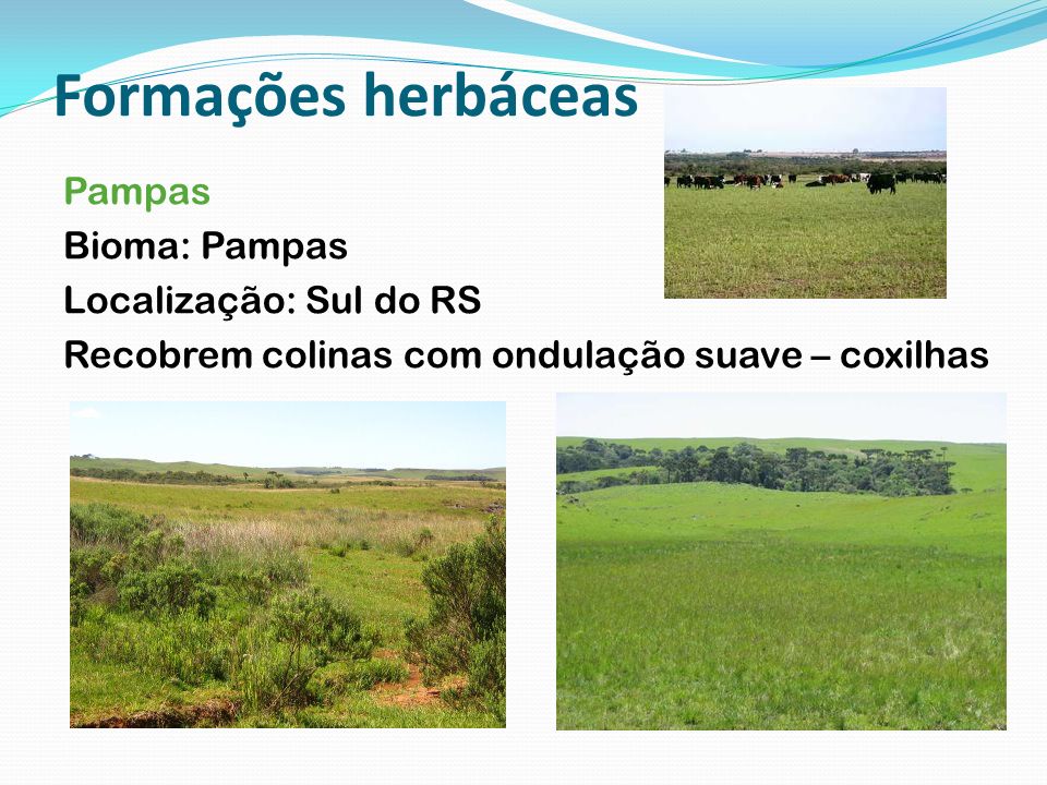 Formações herbáceas Pampas Bioma: Pampas Localização: Sul do RS