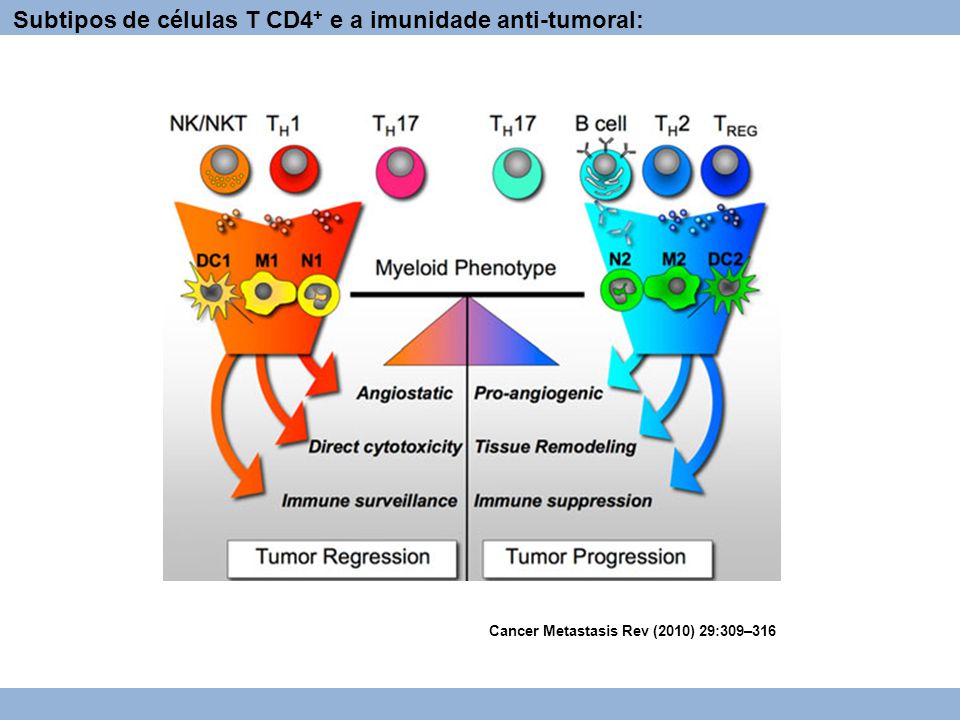 Subtipos de células T CD4+ e a imunidade anti-tumoral: