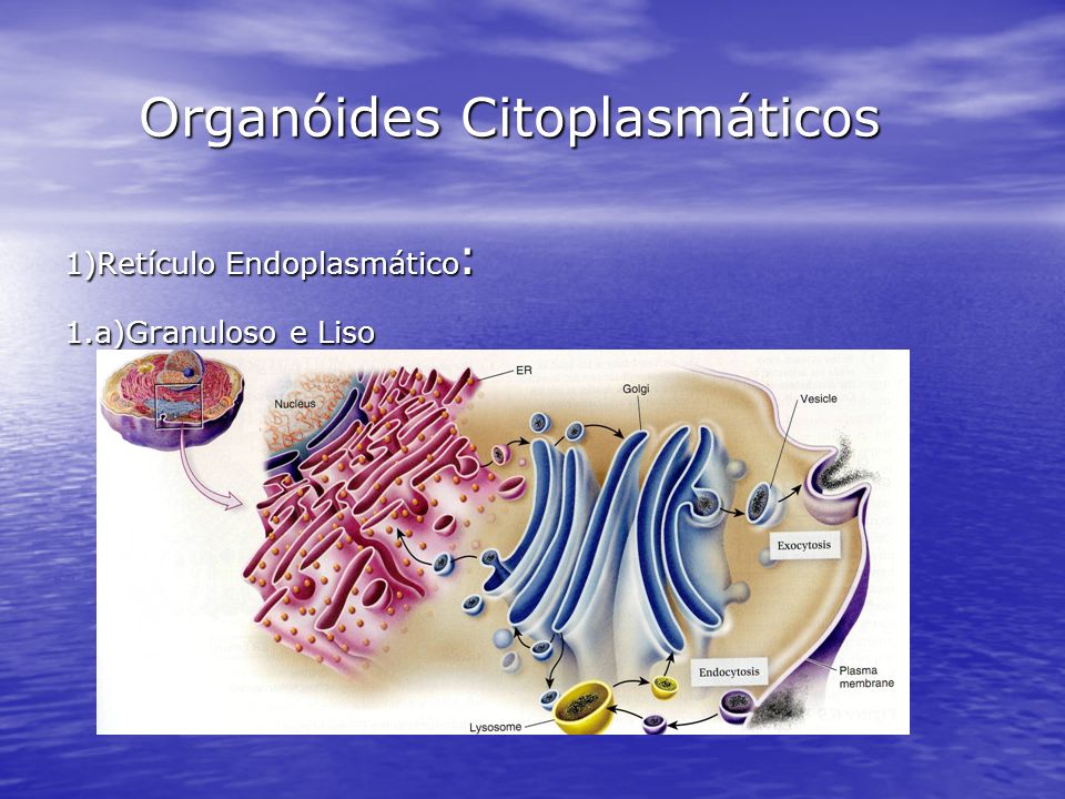 Organóides Citoplasmáticos