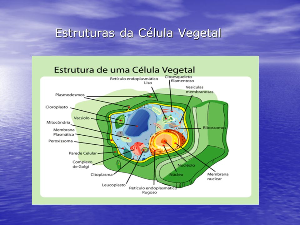 Estruturas da Célula Vegetal