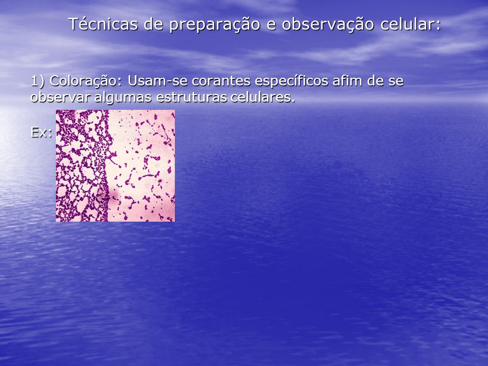 Técnicas de preparação e observação celular: 1) Coloração: Usam-se corantes específicos afim de se observar algumas estruturas celulares.