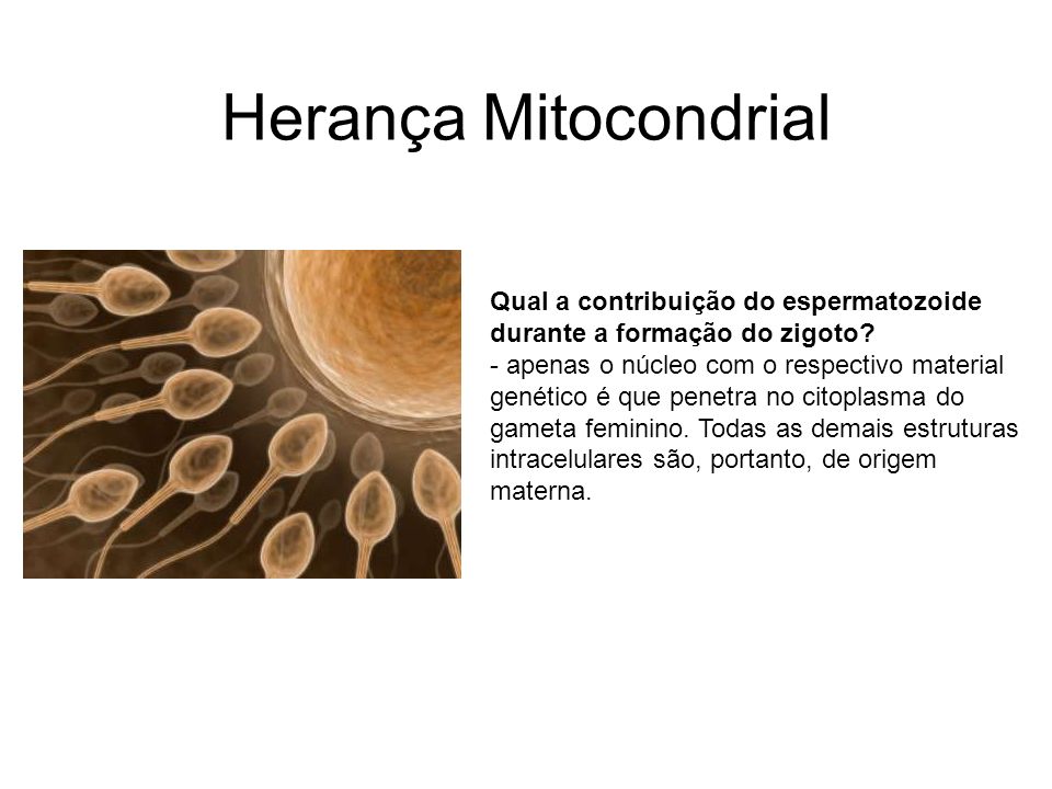 Herança Mitocondrial Qual a contribuição do espermatozoide durante a formação do zigoto