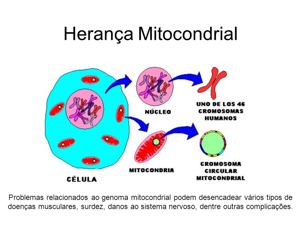 Herança Mitocondrial
