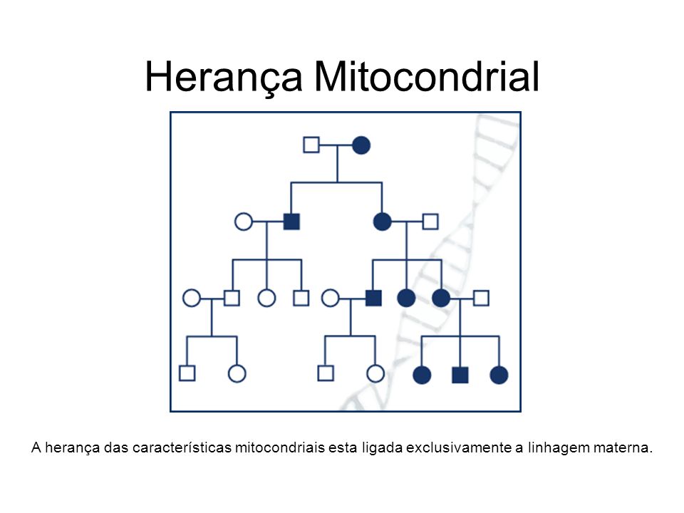 Herança Mitocondrial A herança das características mitocondriais esta ligada exclusivamente a linhagem materna.