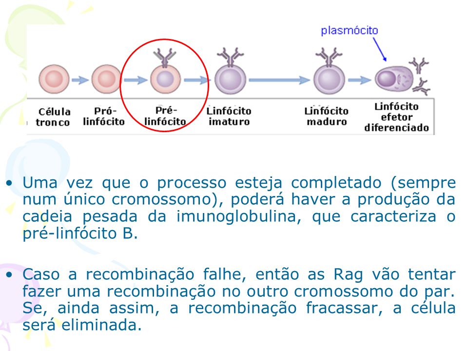 Uma vez que o processo esteja completado (sempre num único cromossomo), poderá haver a produção da cadeia pesada da imunoglobulina, que caracteriza o pré-linfócito B.