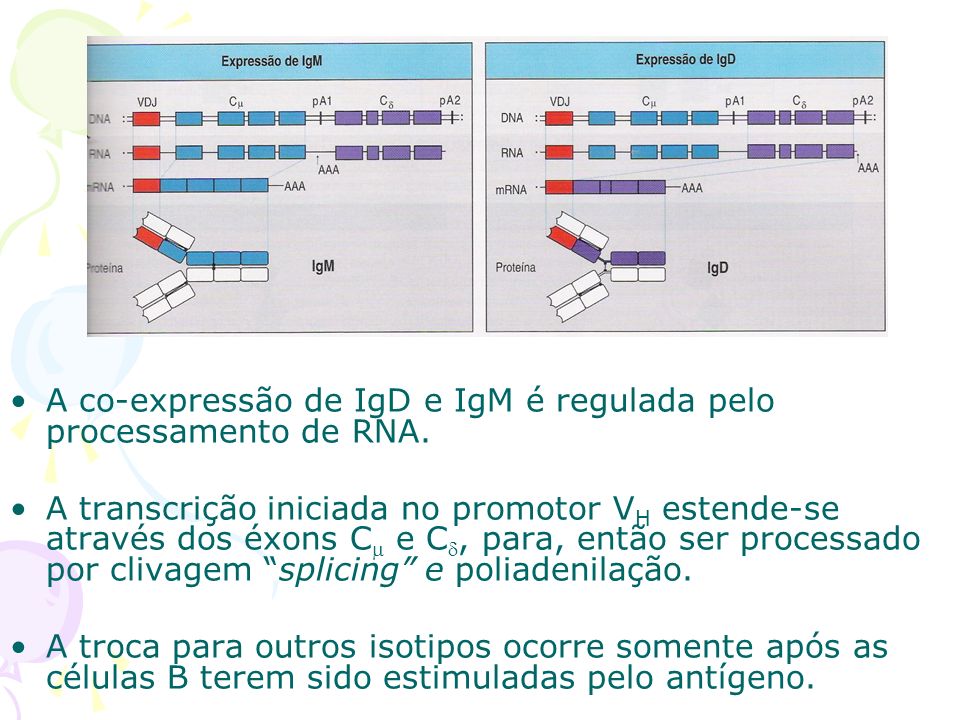 A co-expressão de IgD e IgM é regulada pelo processamento de RNA.