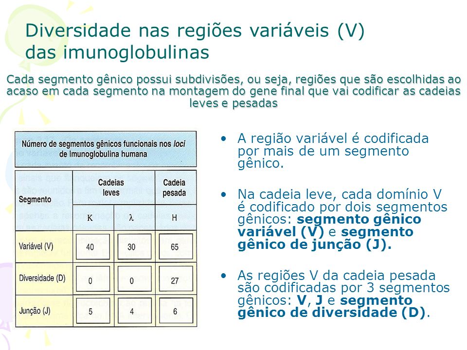 Diversidade nas regiões variáveis (V) das imunoglobulinas