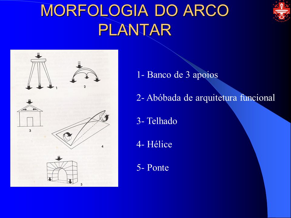 MORFOLOGIA DO ARCO PLANTAR