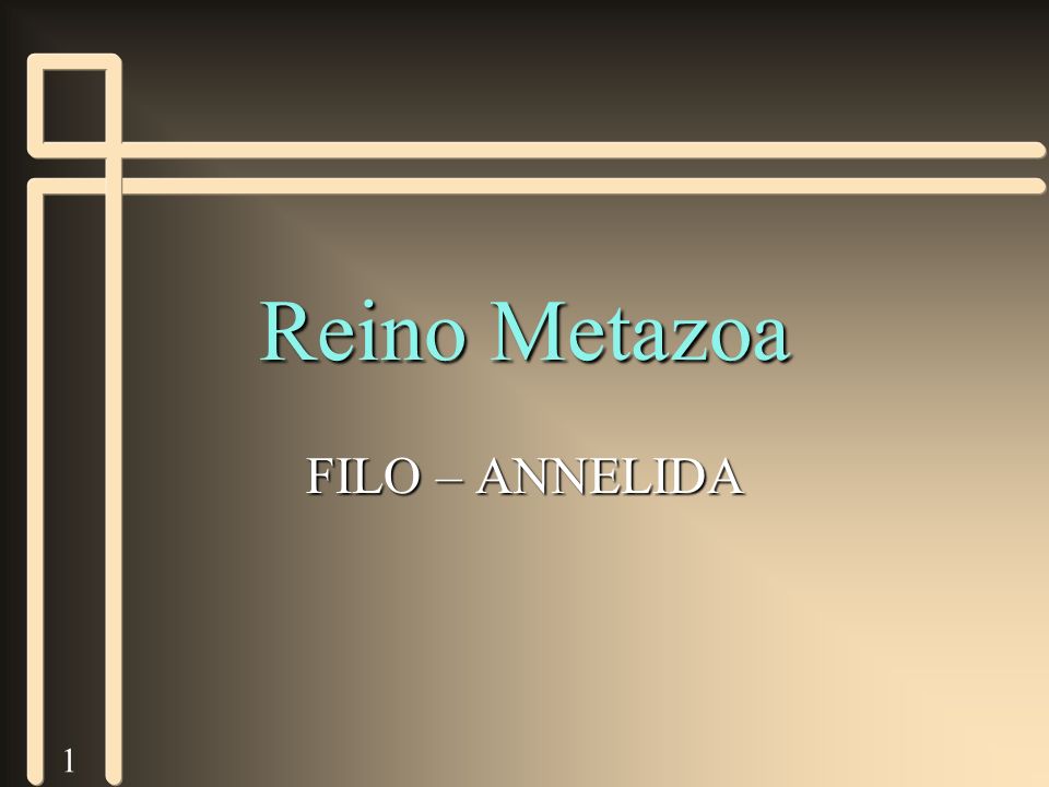 Reino Metazoa FILO – ANNELIDA