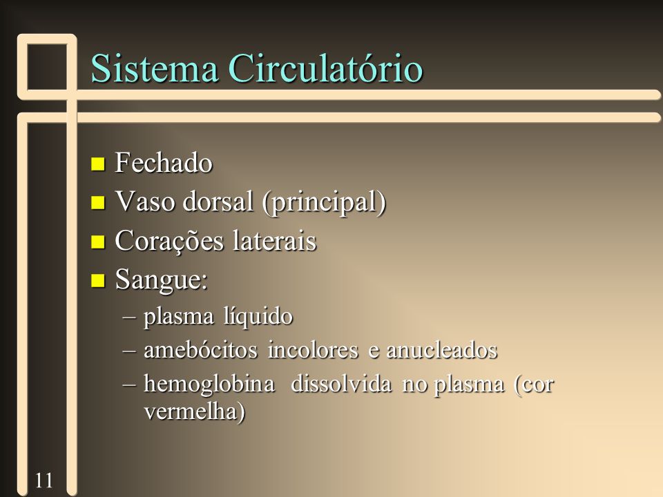 Sistema Circulatório Fechado Vaso dorsal (principal) Corações laterais